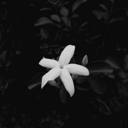 Black Sigil : My Unholy Queen